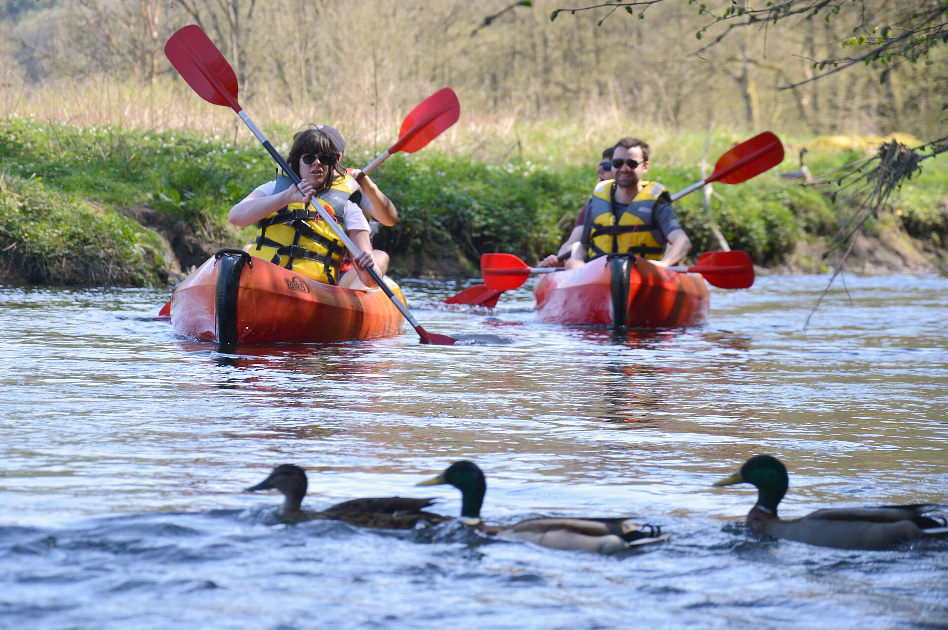 Kayaks et canards partageant l'Ourthe